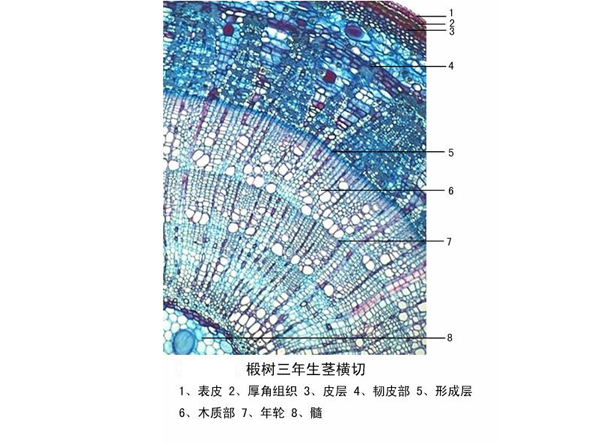 椴樹三年生莖橫切