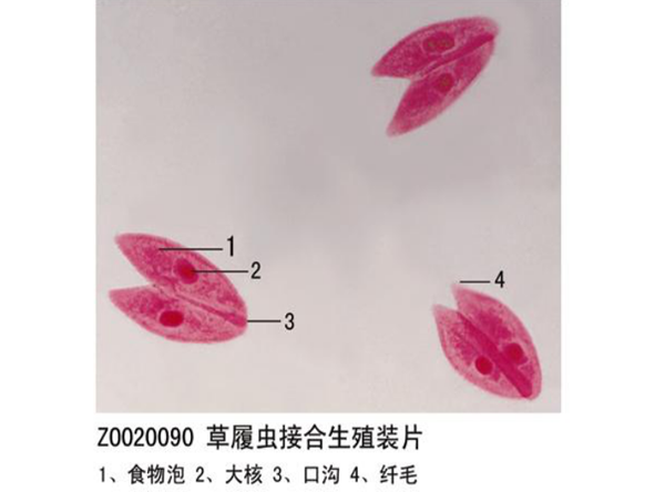 草履蟲接口生殖裝片