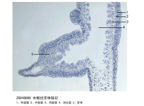水螅經芽體縱切