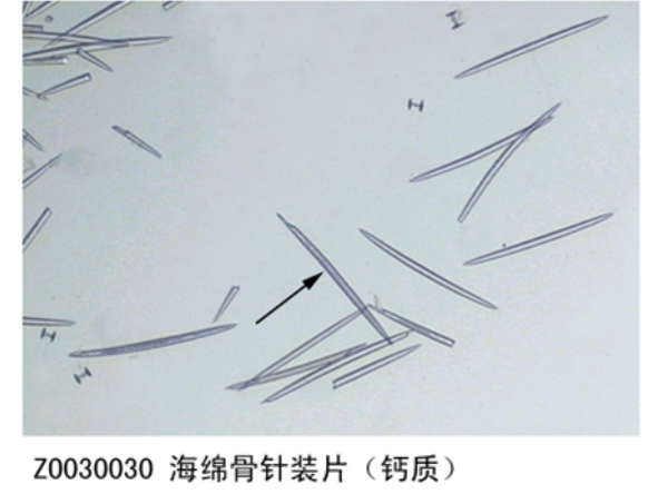 海綿骨針裝片（鈣質）