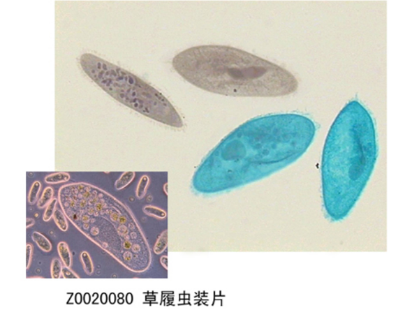常規切片的注意事項 