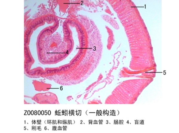 蚯蚓橫切（一般構造）