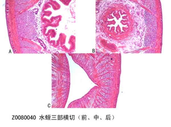 水蛭三部橫切（前、中、后）