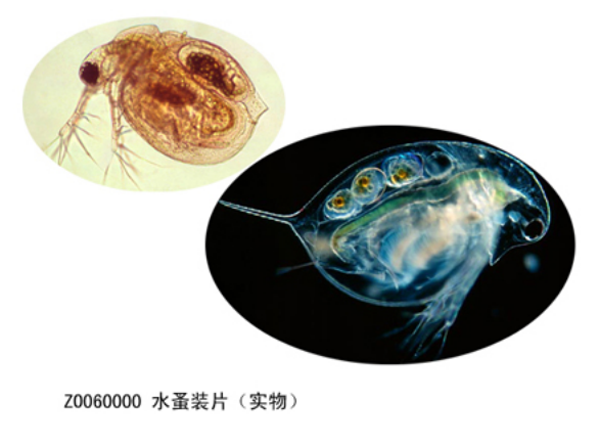水蚤裝片（實物）
