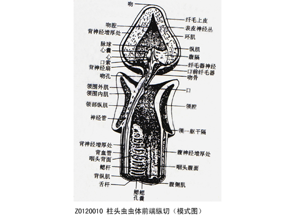 柱頭蟲蟲體前端縱切