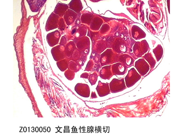 文昌魚腺橫切
