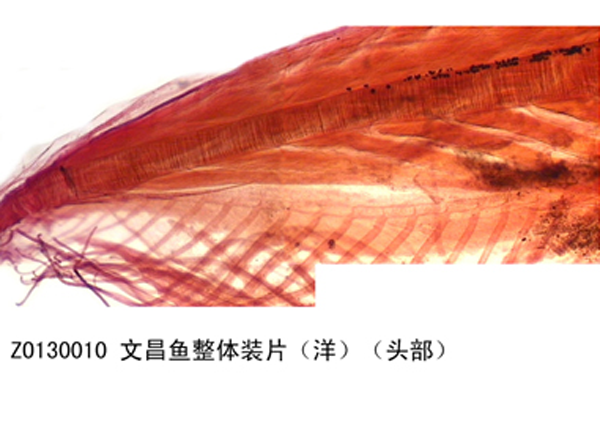 文昌魚整體裝片（洋）