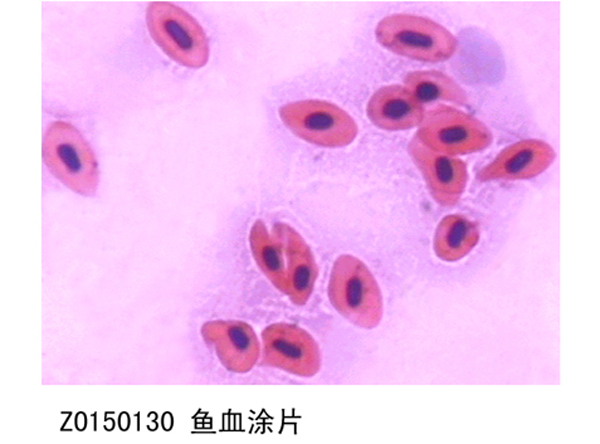 魚血涂片