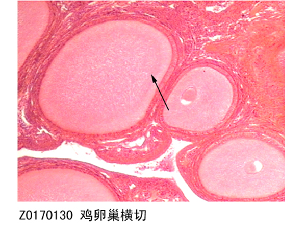 雞卵巢橫切