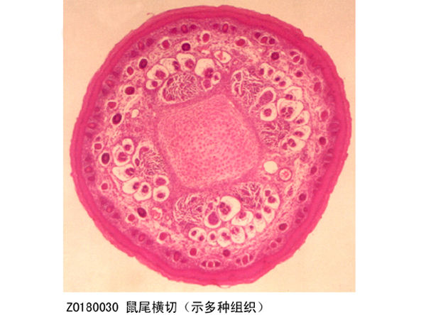 鼠尾橫切（示多種組織）
