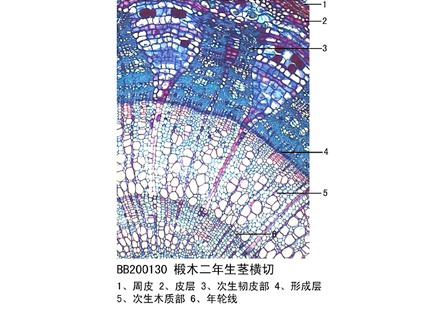 椴木二年生莖橫切