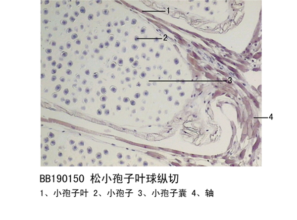 松小袍子葉球縱切