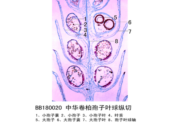 中原卷柏孢子葉球縱切