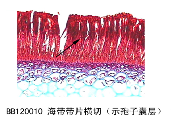 海帶帶片橫切（示孢子囊層）