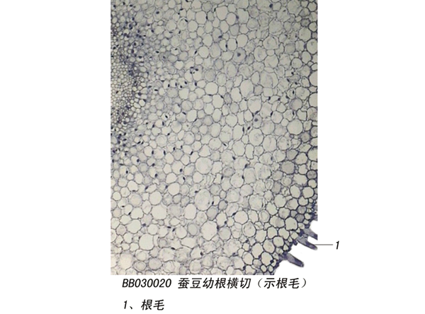奮豆幼根橫切(示根毛)
