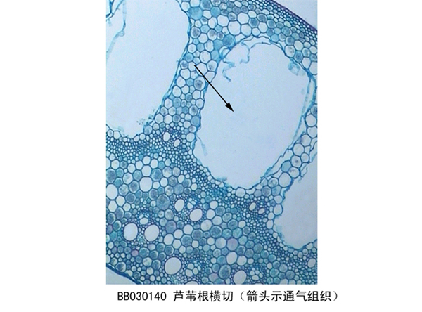 蘆葦根橫切（箭頭示通氣組織)