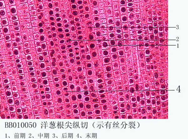 洋忽根尖縱切（示介絲分裂)