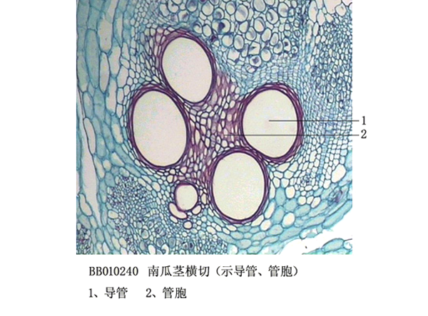 舟瓜莖橫切（示導(dǎo)管、管胞)