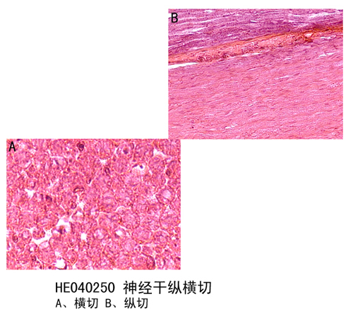 神經組織和系統