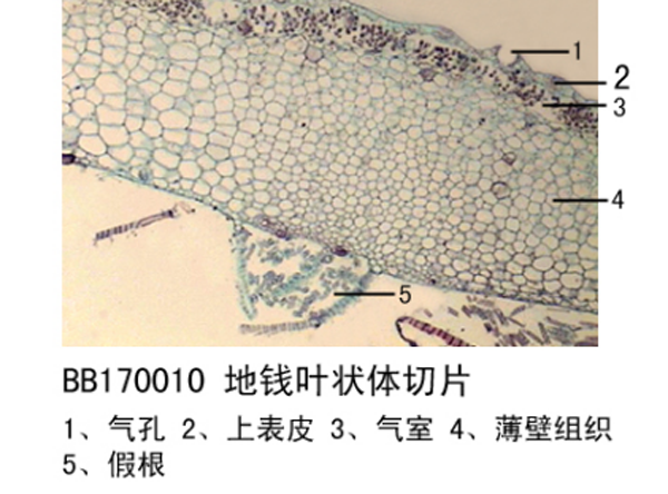  冰凍生物切片怎么制作