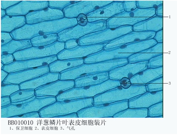 制作洋蔥表皮細胞生物切片