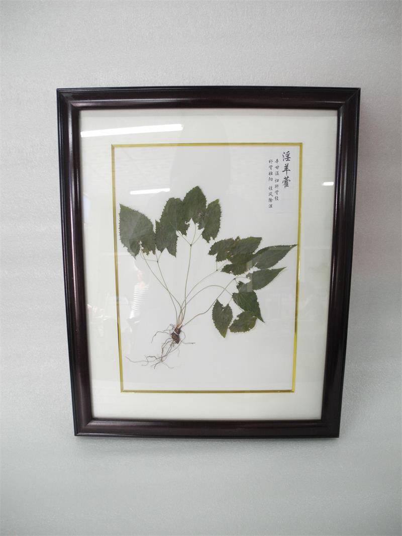 臘葉標本制作注意事項