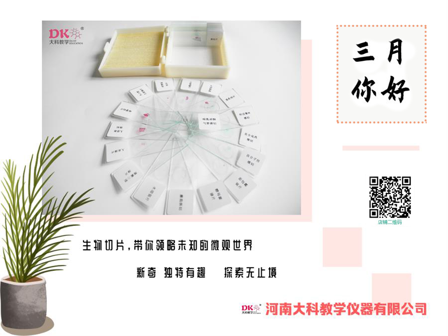 切片標本簡易植物細胞切片的染色方法