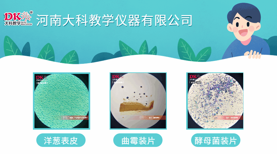 如何才能較好的保存昆蟲標本