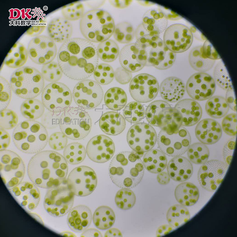 團藻活體自然色