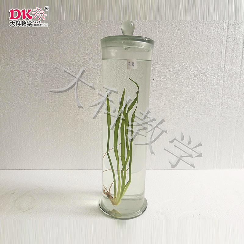 瑩草浸制標(biāo)本