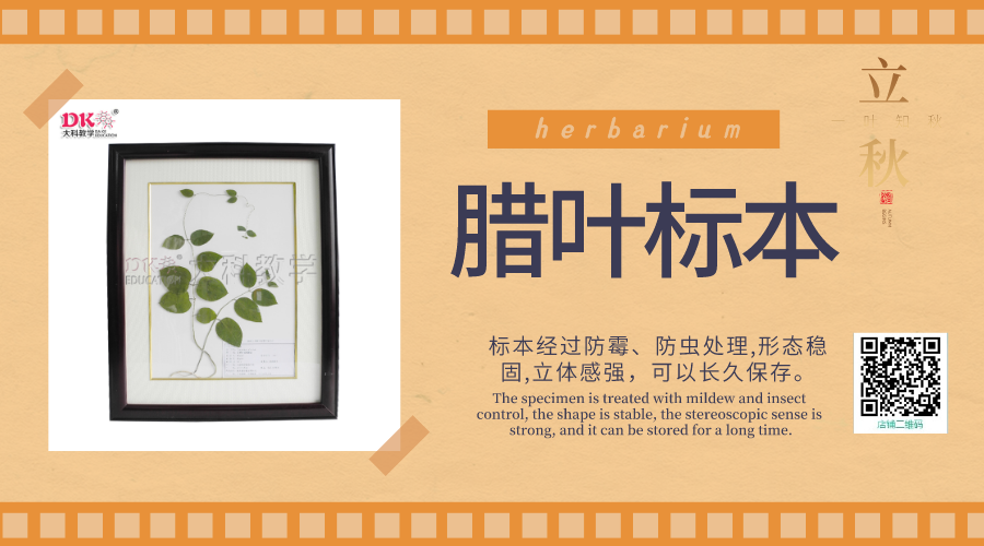 植物標本的制作過程