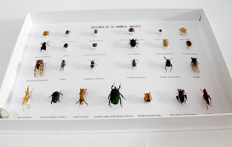 害蟲25種 (3)_看圖王